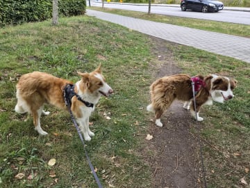 Border collie · Limhamn · Ruckeltofta Gård