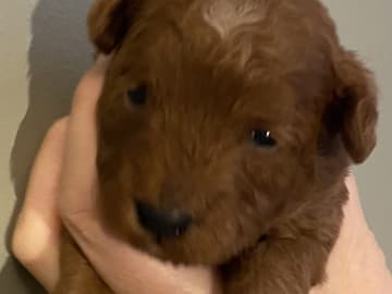 Cavapoo · Uppsala · Maria N.