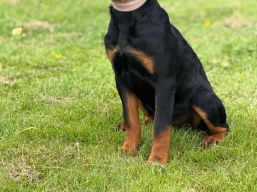 Kennel Lexander's