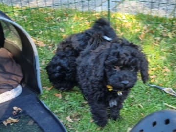 Maltipoo · Ystad · Jenny M.