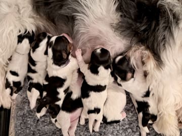 Biewer terrier · Köpingebro · Anna S.