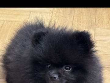 Pomeranian · Malmö · Noor M.