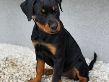 Kennel Lexander's