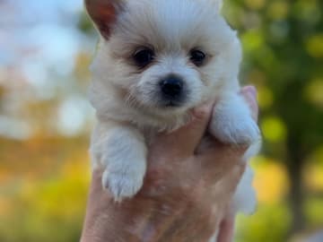 Pomchi · Vikbolandet · Bodil A.
