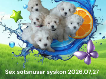 Söta valpar