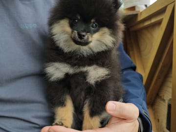 Pomeranian · Enköping · Pomsik Rakaaig
