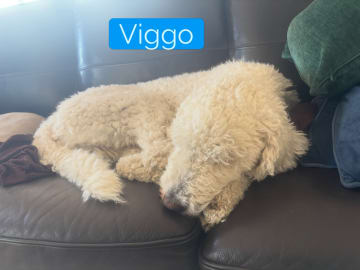 Goldendoodle · Västerlanda · Lugnets kennel