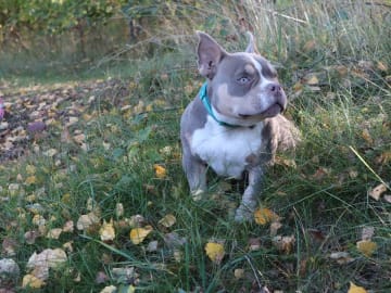 American Bully · Upplands väsby · Lion.bullys