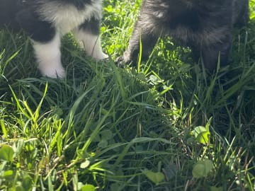 Siberian Husky · Stehag · Millie o Milo kennel