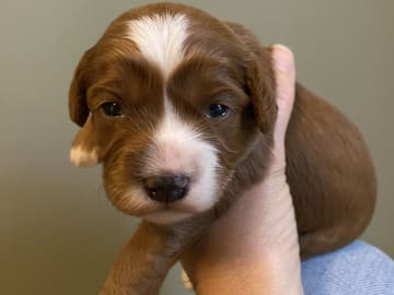 Cavapoo · Uppsala · Maria N.