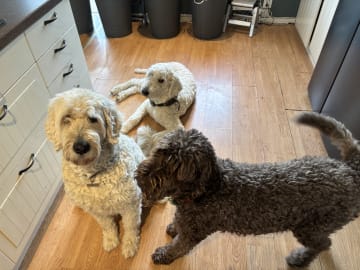 Lugnets kennel