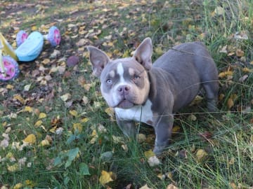 American Bully · Upplands väsby · Lion.bullys