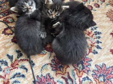 50 % sibirisk katt · Frösön · Karolin H.
