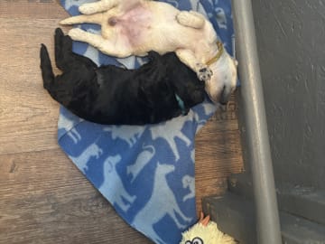 Lugnets kennel