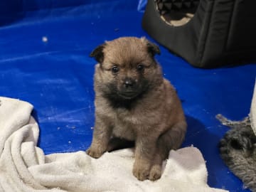 German Spitz – Mittelspitz · Luleå · Dålakungens kennel