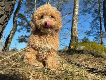 Maltipoo · Ballingslöv · Daniela K.