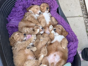 Cockerpoo · Vittinge · Cockerpoo valpar
