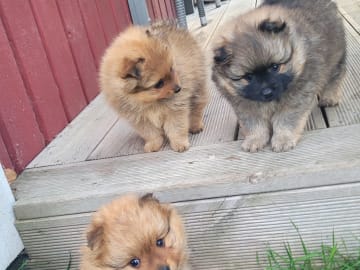 German Spitz – Mittelspitz · örebro · Barråsens