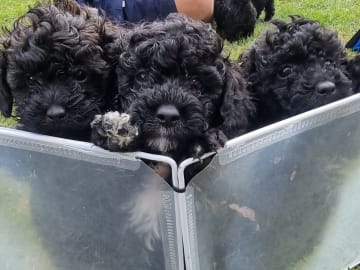 Maltipoo · Ystad · Jenny M.