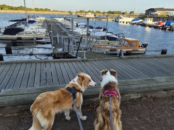 Border collie · Limhamn · Ruckeltofta Gård
