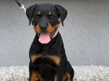 Kennel Lexander's