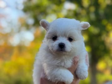 Pomchi · Vikbolandet · Bodil A.