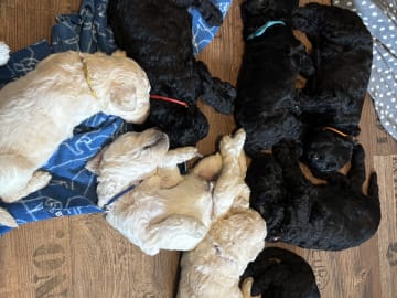 Lugnets kennel