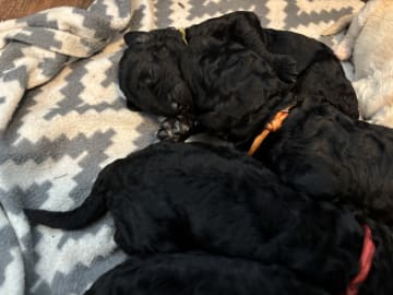 Lugnets kennel