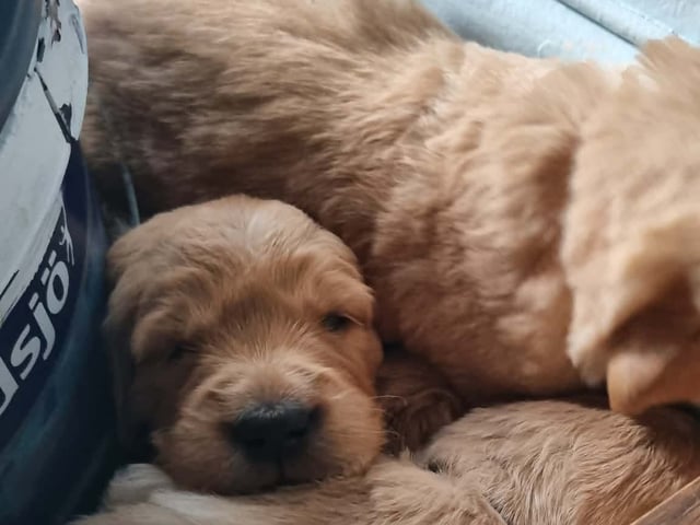 Golden retriever