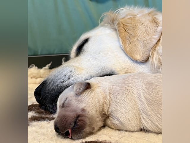 Golden retriever