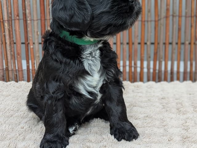 Cockerpoo