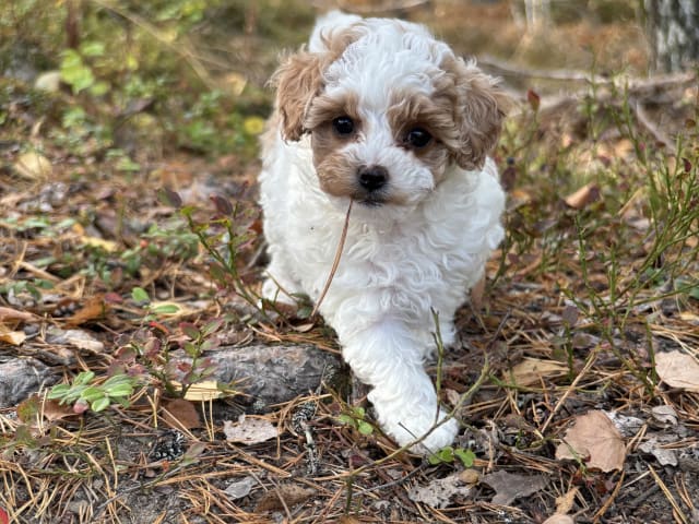 Cavapoo