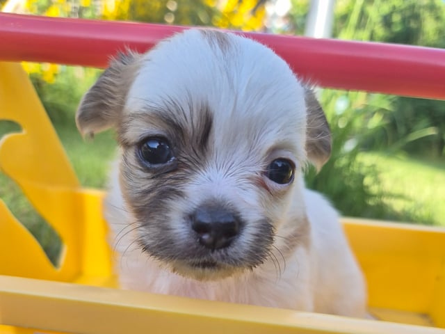 Chihuahua