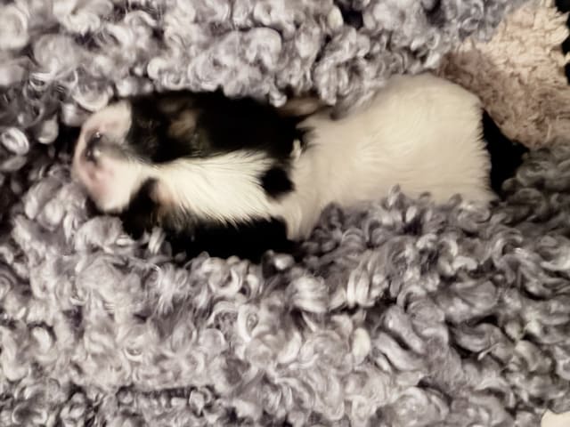 Biewer Terrier · Köpingebro · Anna S.