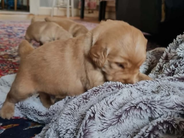 Golden retriever