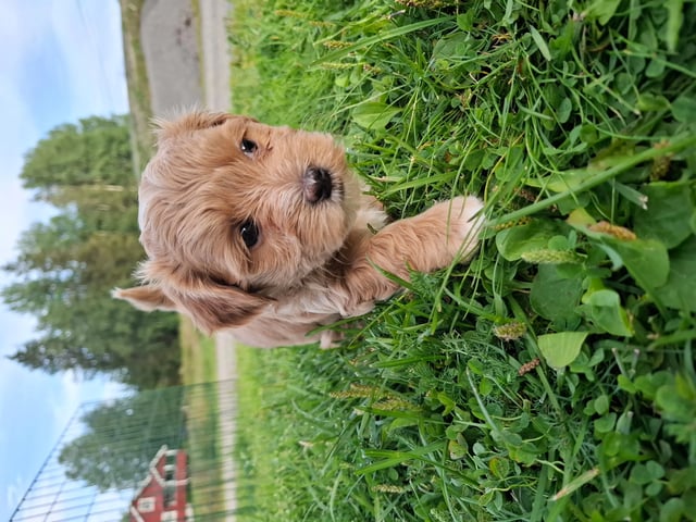 Bichon havanais