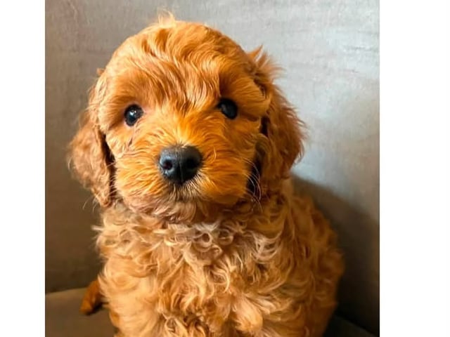 Cockerpoo