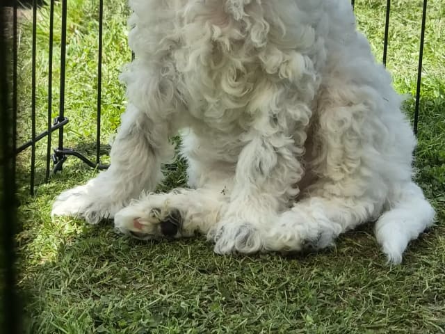 Cavapoo