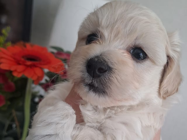 Maltipoo · Torshälla · Maltipoo