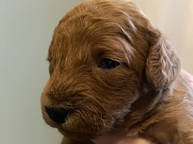 Cavapoo