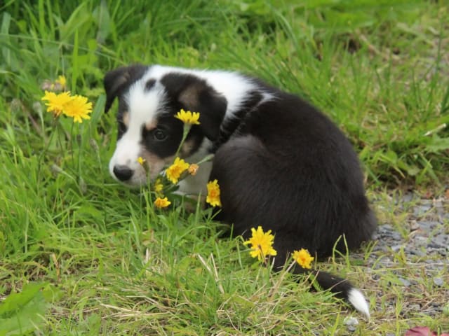 Border Collie