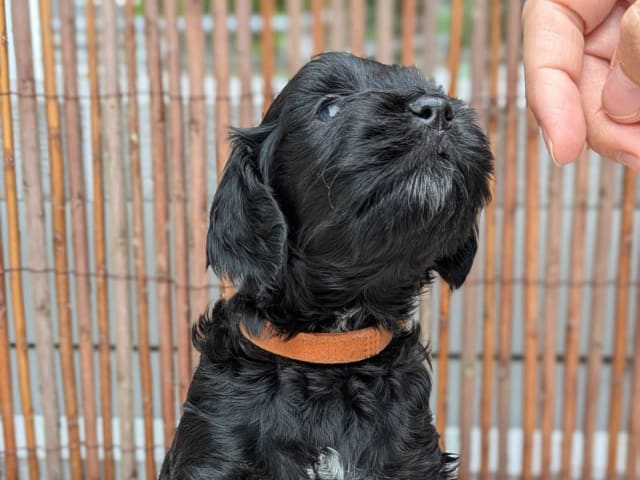 Cockerpoo