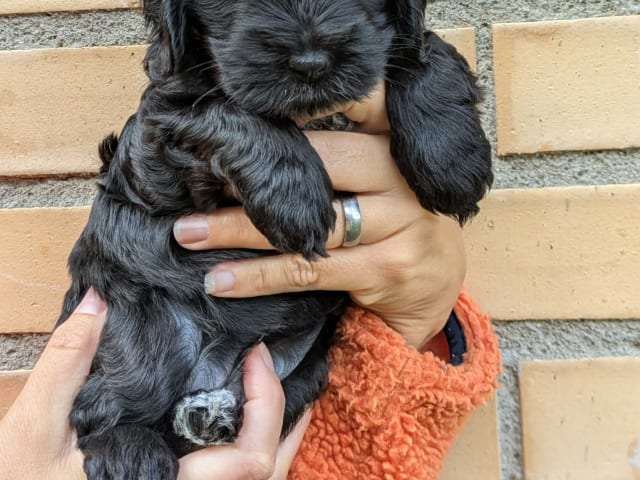 Cockerpoo