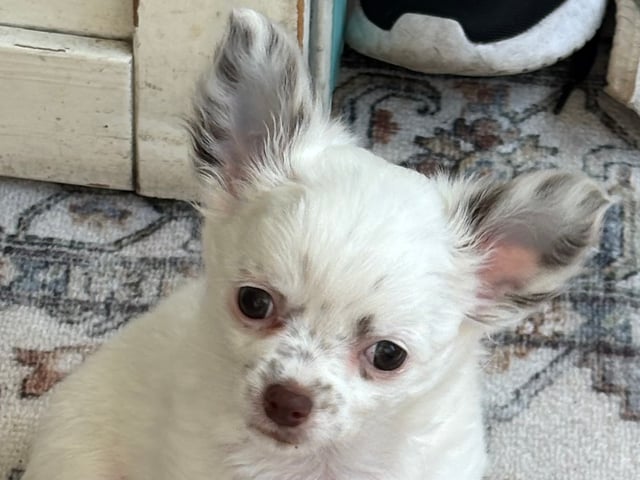 Chihuahua