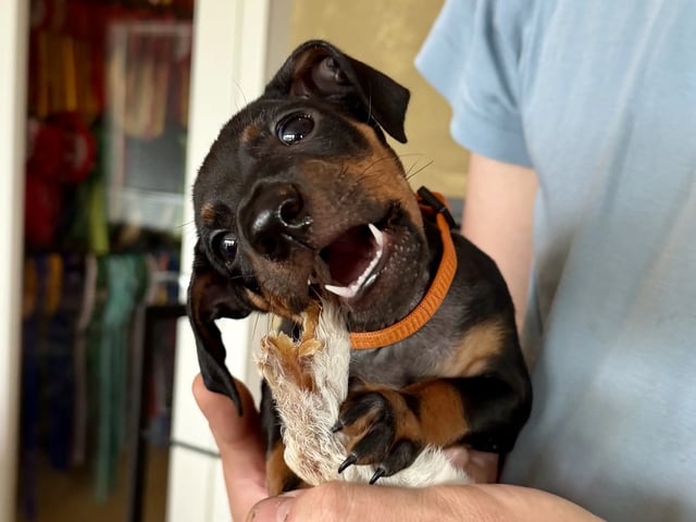 Manchester Terrier