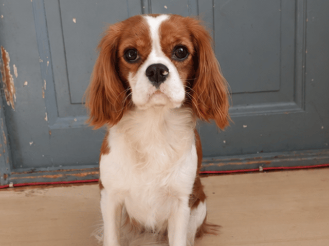 Cavalier king charles spaniel