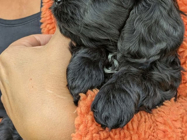 Cockerpoo
