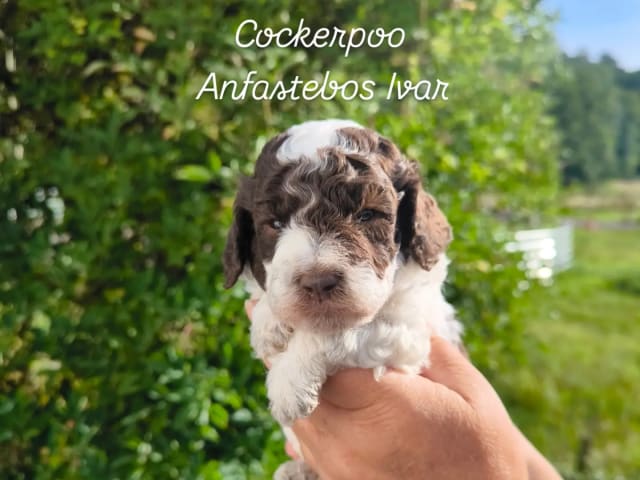 Cockerpoo