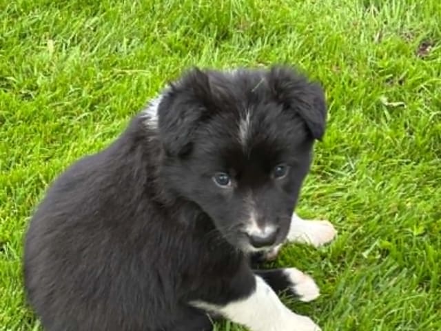 Border Collie