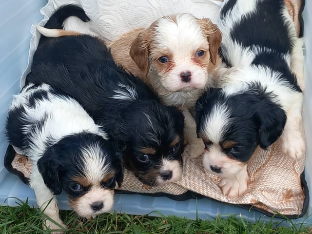 Cavalier king charles spaniel